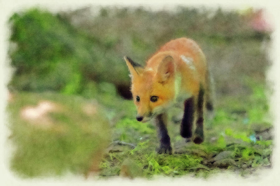 Paintography a stalking red fox Photograph by Dan Friend