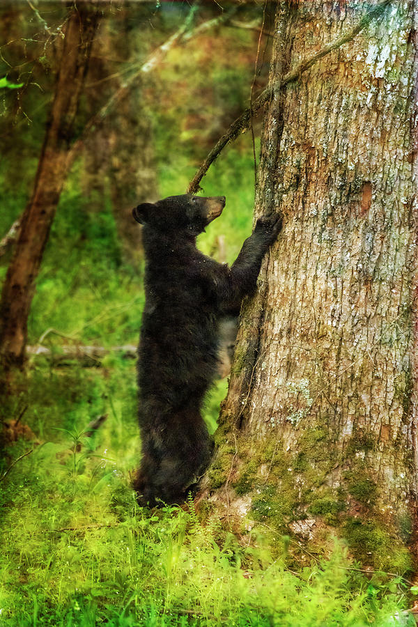 Paintography - bear ready to climb tree Photograph by Dan Friend