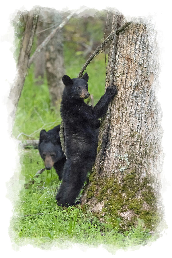Paintography - Bear standing up beside tree Photograph by Dan Friend