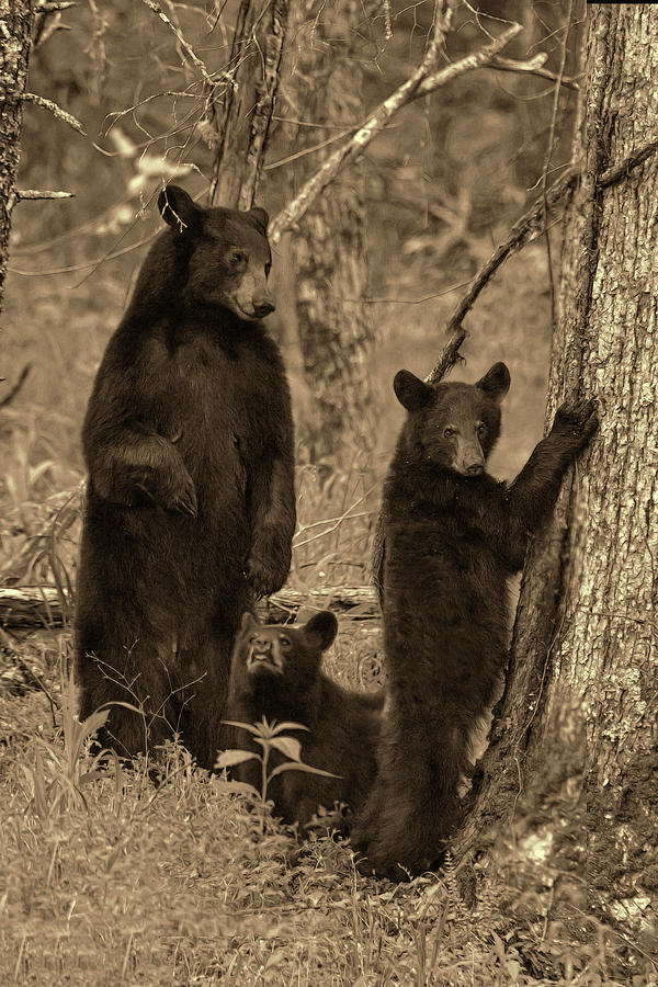 Paintography - Family of bears in the woods Photograph by Dan Friend