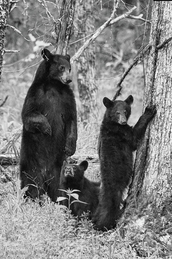 Paintography - Mother bear looking at one of cubs bears in the woods Photograph by Dan Friend