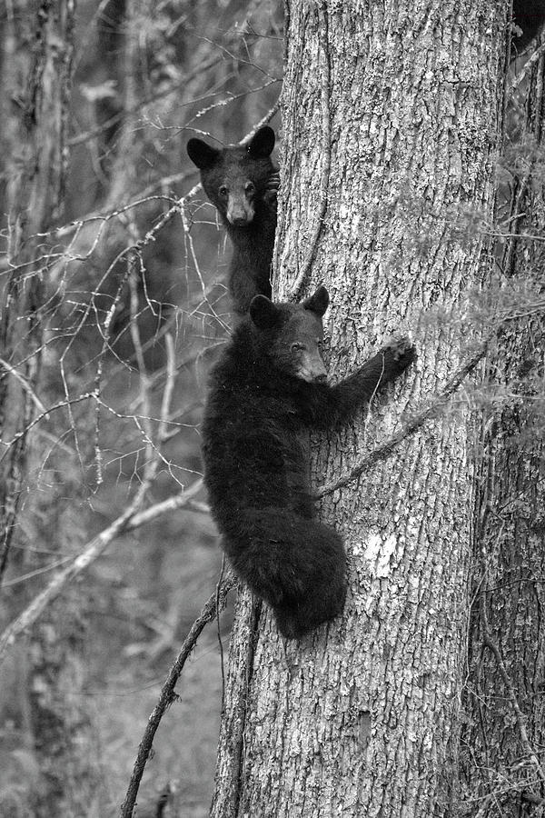 Paintography -two bear cubs in a tree Photograph by Dan Friend