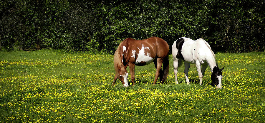 Horses Photograph - Paints n Buttercups 2 by Bill Linn Horses Photograph - Paints n Buttercups 2 by Bill Linn