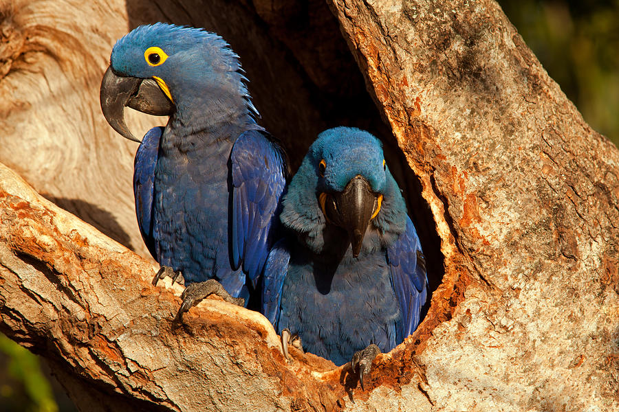 Hyacinth Macaw Pair In Nest Photograph