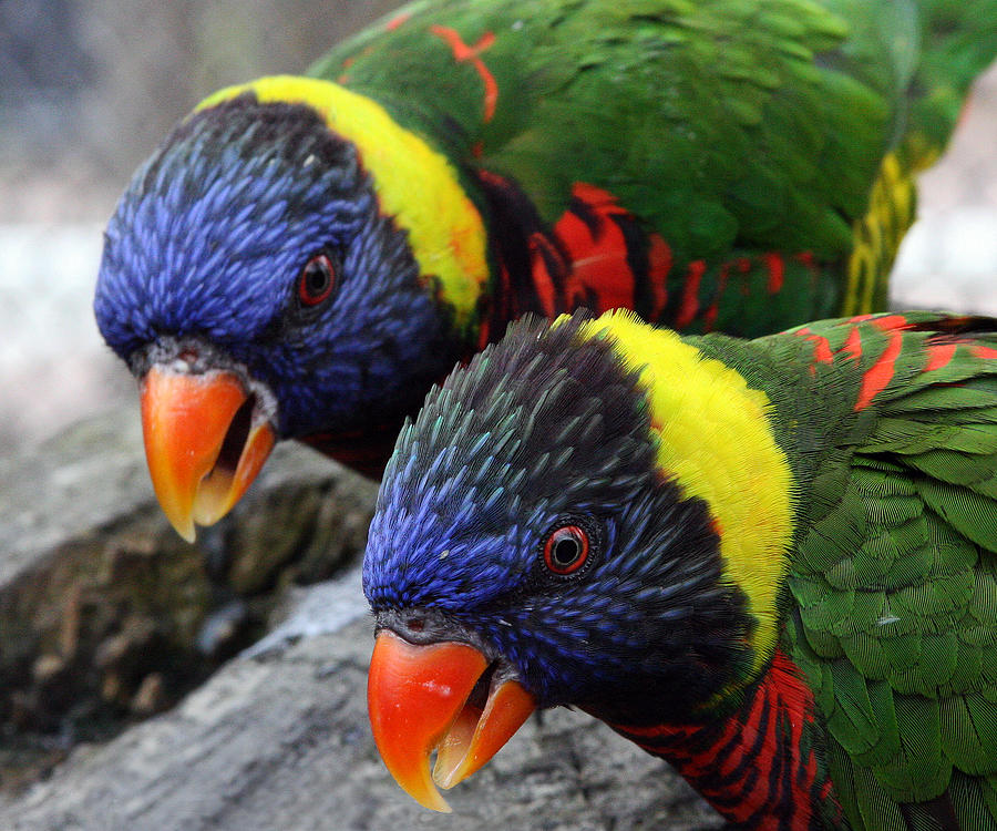 Pair o' 'Keets Photograph by Brian M Lumley - Fine Art America