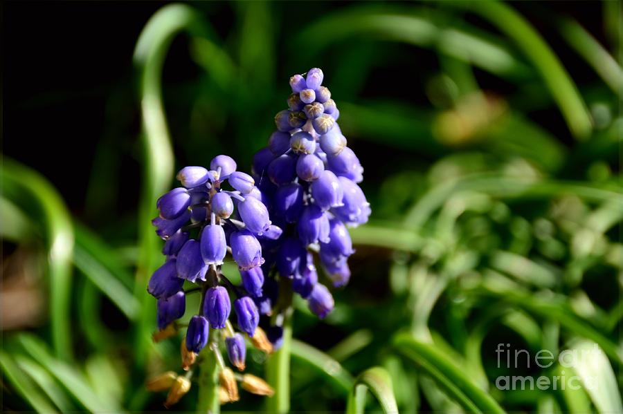 Pair of 2 -Blue Bells Photograph by Adrian De Leon Art and Photography