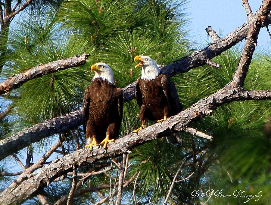 Pair of American Bald Eagle Photograph by Barbara Bowen