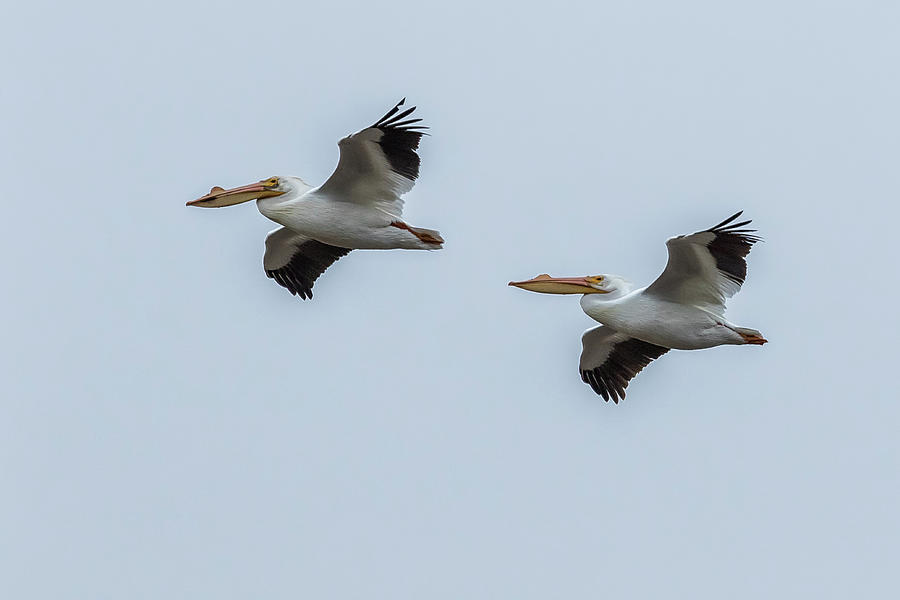 Pair of American White Pelicans in Flight Photograph by Belinda Greb