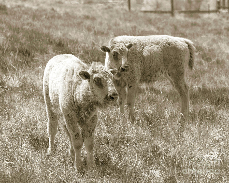 Pair of baby buffalos Photograph by Rebecca Margraf