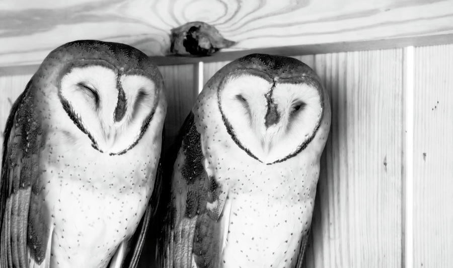 Bird Photograph - Pair of Barn Owls in Black and White by Tracy Winter