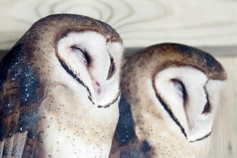 Pair of Barn Owls Photograph by Tracy Winter