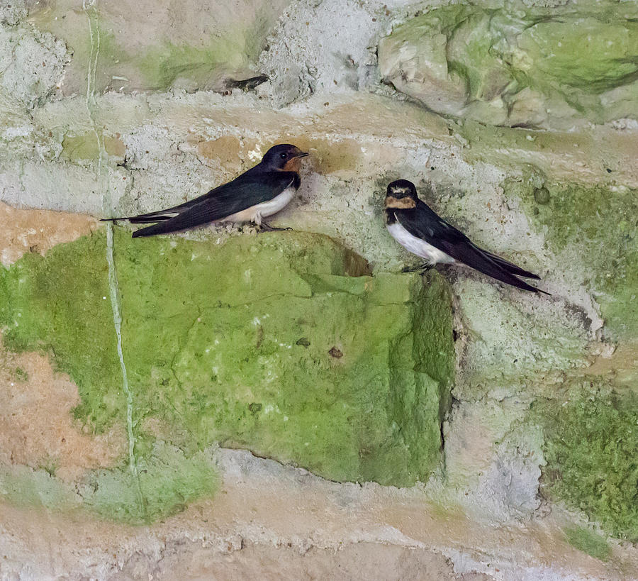 Pair of Barn Swallows Photograph by Melinda Fawver