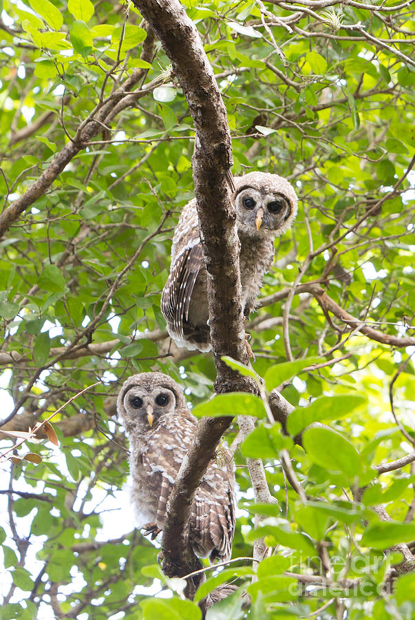Pair of Barred Owl Chicks Photograph by Natural Focal Point Photography