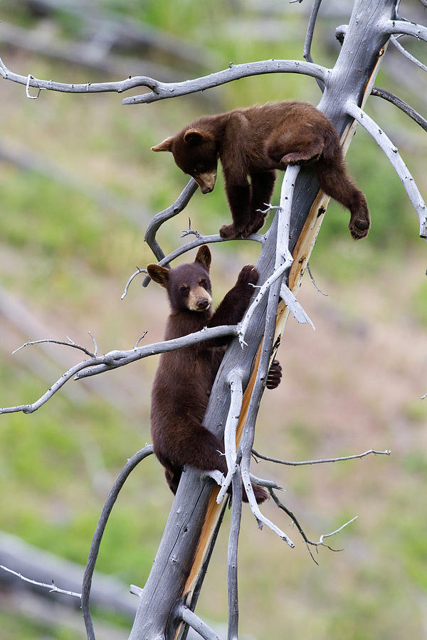 Pair of Bear Cubs in a Tree Photograph by Mark Miller