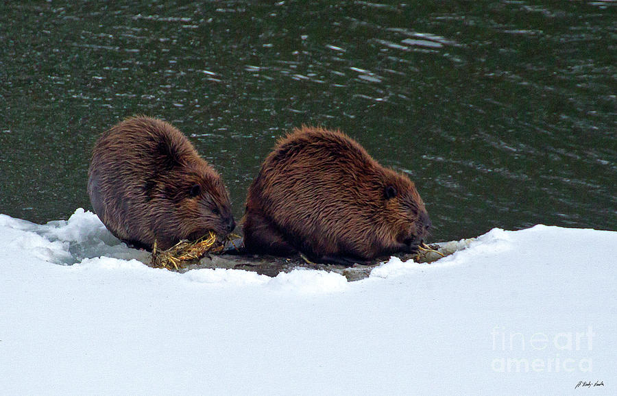 Pair Of Beaver-Signed-#2198 Photograph by J L Woody Wooden