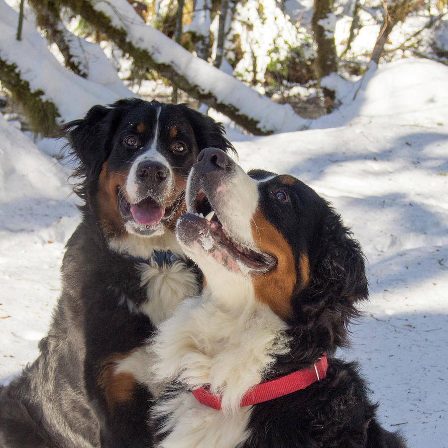 Pair of Bernese Mt Dogs Photograph by Jean Noren