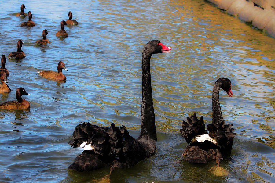 Pair Of Black Swans Photograph by Miroslava Jurcik