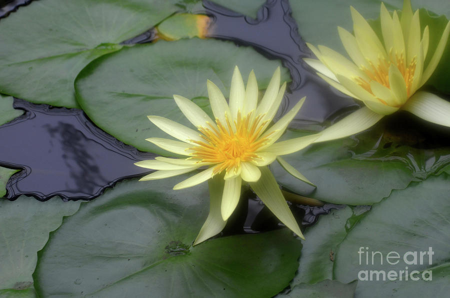 Nature Photograph - Pair of Blooming Yellow Lotus Water Lilies in a Garden by DejaVu Designs