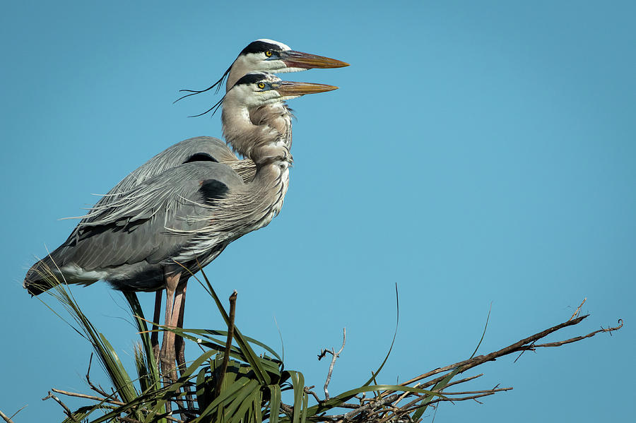 Pair of Blue Herons Photograph by Steven Upton
