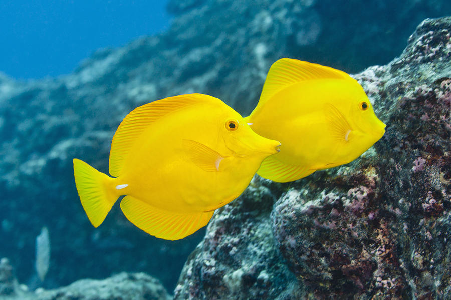 yellow freshwater fish