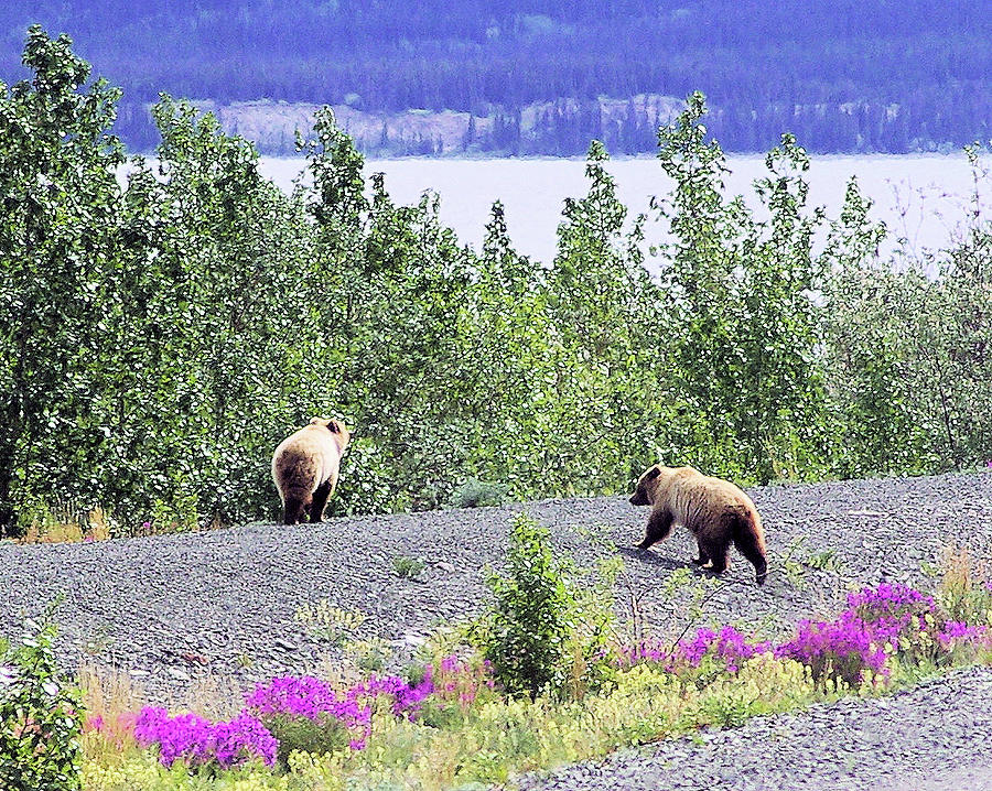 Pair of Brown Bears Photograph by Don Siebel