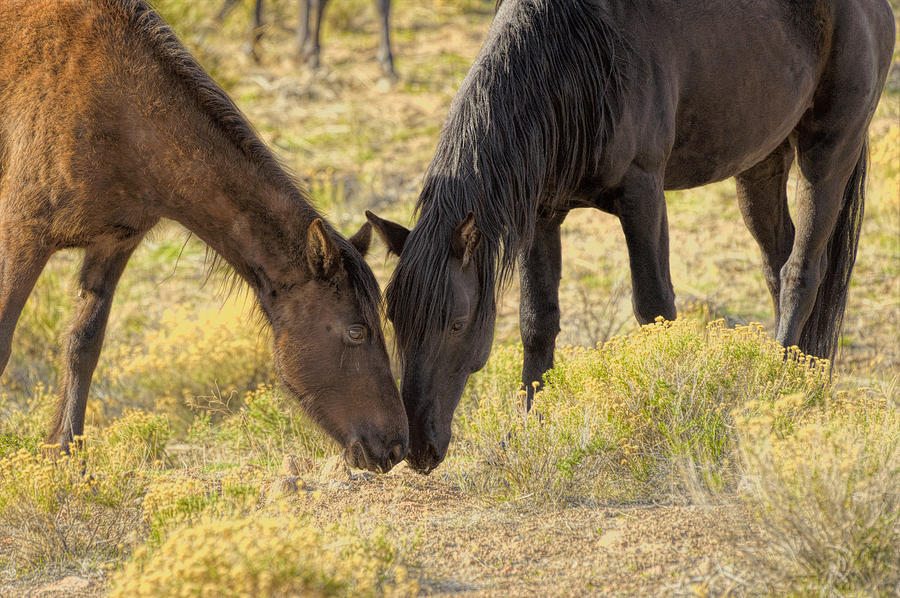Wild Mustangs Photograph - Pair Of Brown Eyes by Dennis Bolton