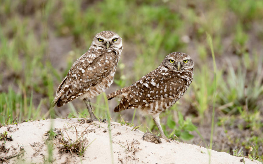 Pair of Burrowing Owls Photograph by Tracy Winter