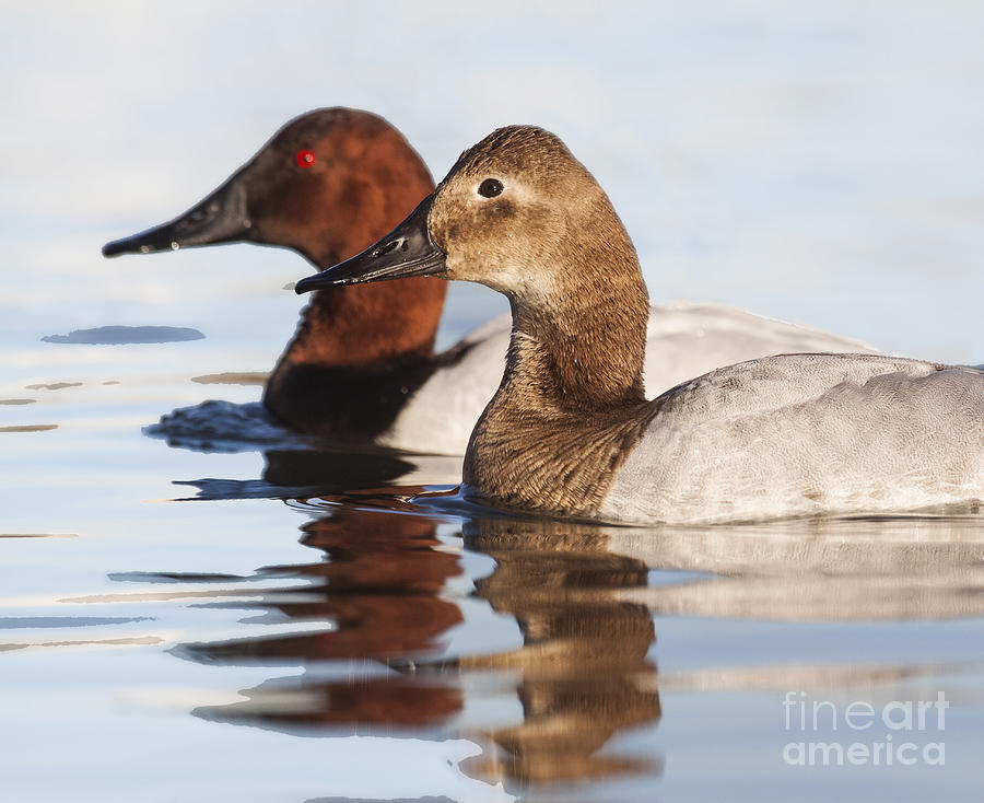 Nature Photograph - Pair of Canvasbacks by Ruth Jolly