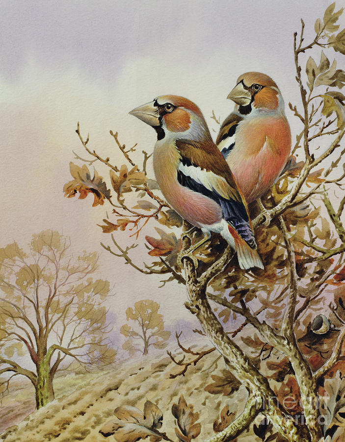 Pair of Chaffinches Painting by Carl Donner