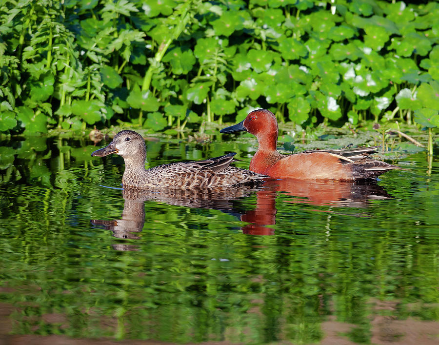 Pair of Cinnamon Teals Photograph by Mark Miller