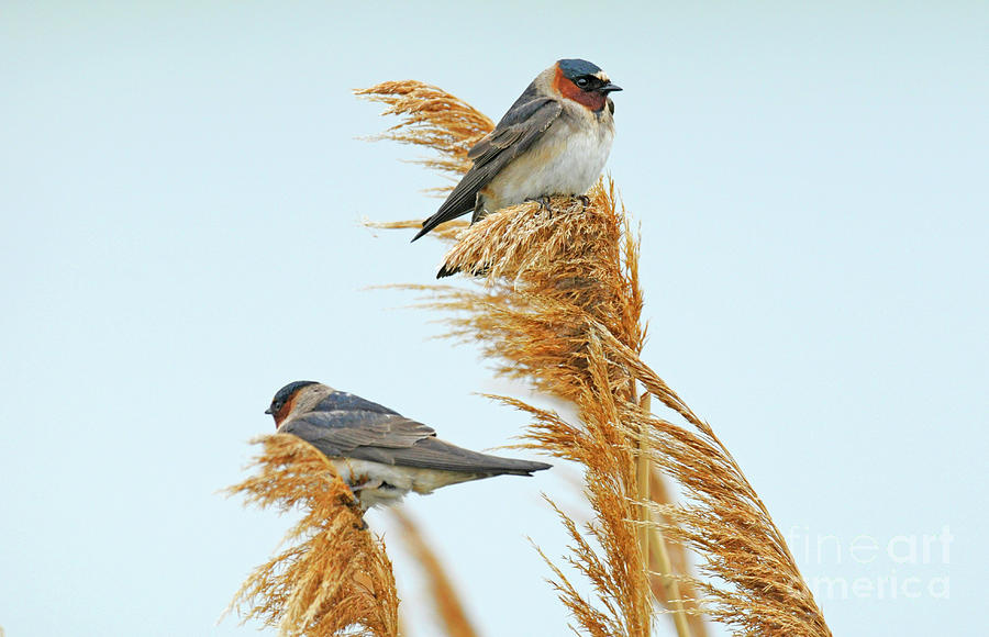Pair of Cliff Swallows Photograph by Dennis Hammer