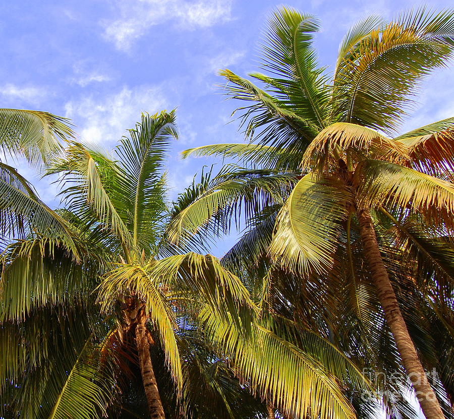 Pair of Coconut Palms Photograph by Agnes Lankus - Fine Art America