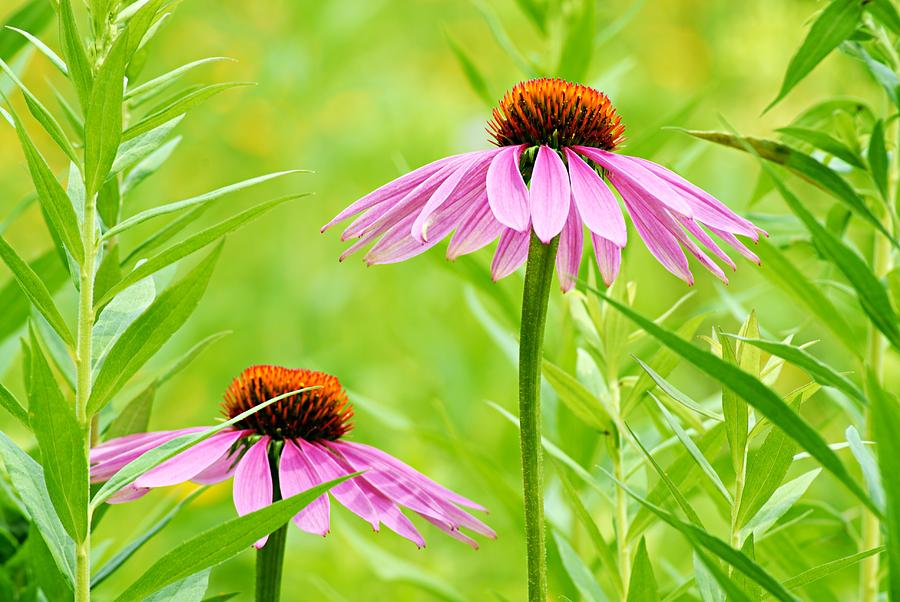 Pair of Cone Flowers Photograph by Larry Ricker