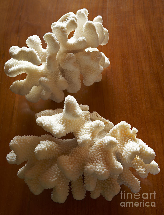Pair of Coral Photograph by Kyle Rothenborg - Printscapes