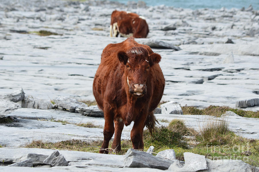 Pair of Cows Grazing on the Burren in Ireland Photograph by DejaVu Designs