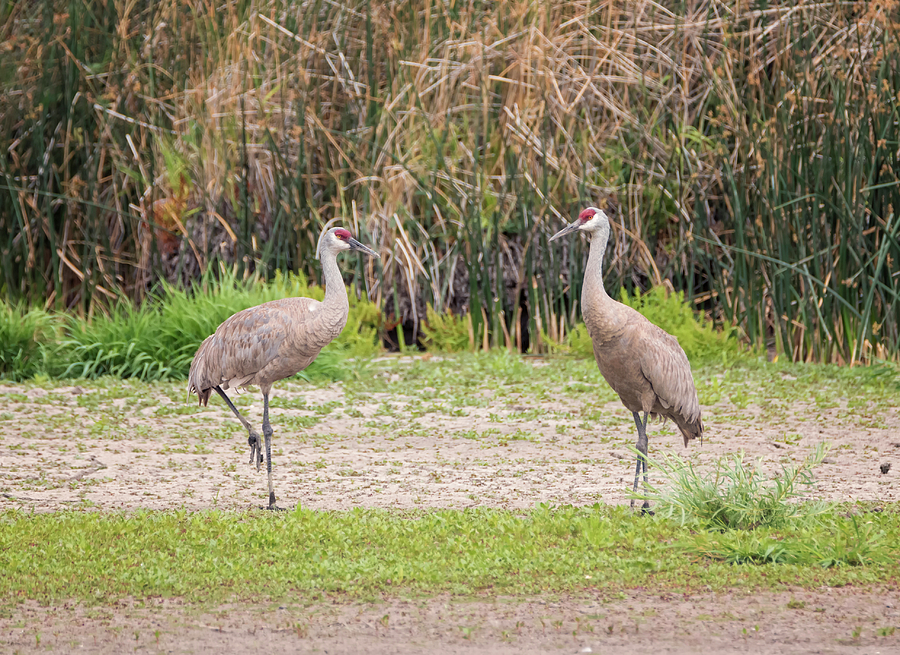 Pair of Cranes Photograph by Loree Johnson