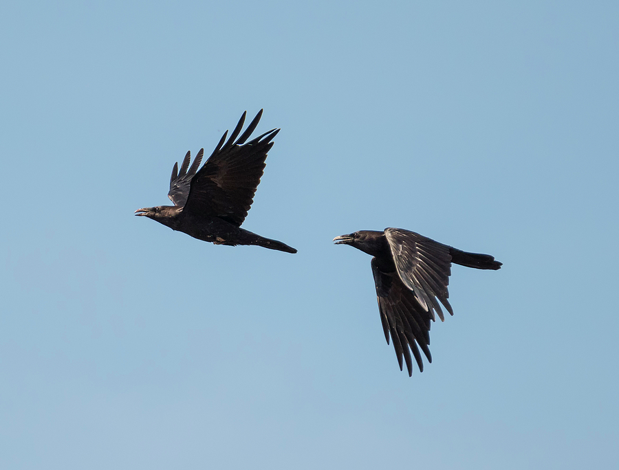 Pair of Crows Photograph by Loree Johnson