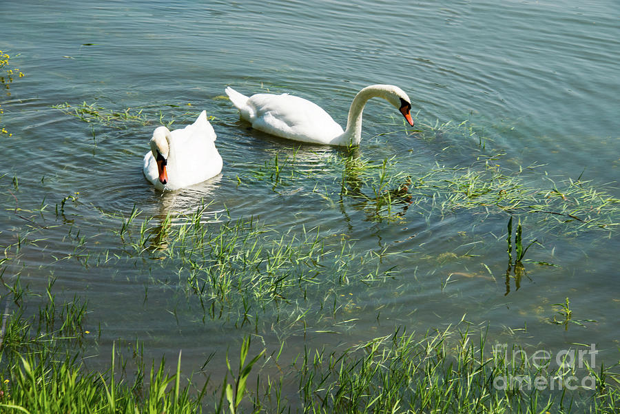 Pair of Danube River Swans Photograph by Bob Phillips
