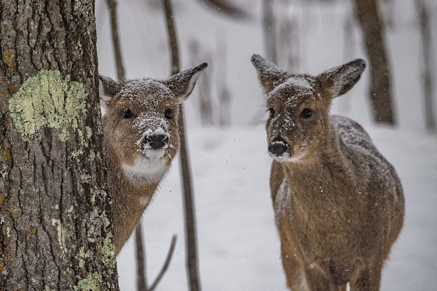 Pair Of Deer Photograph by Paul Freidlund