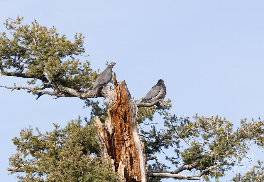 Pair of Doves in Pike National Forest Photograph by Steven Krull