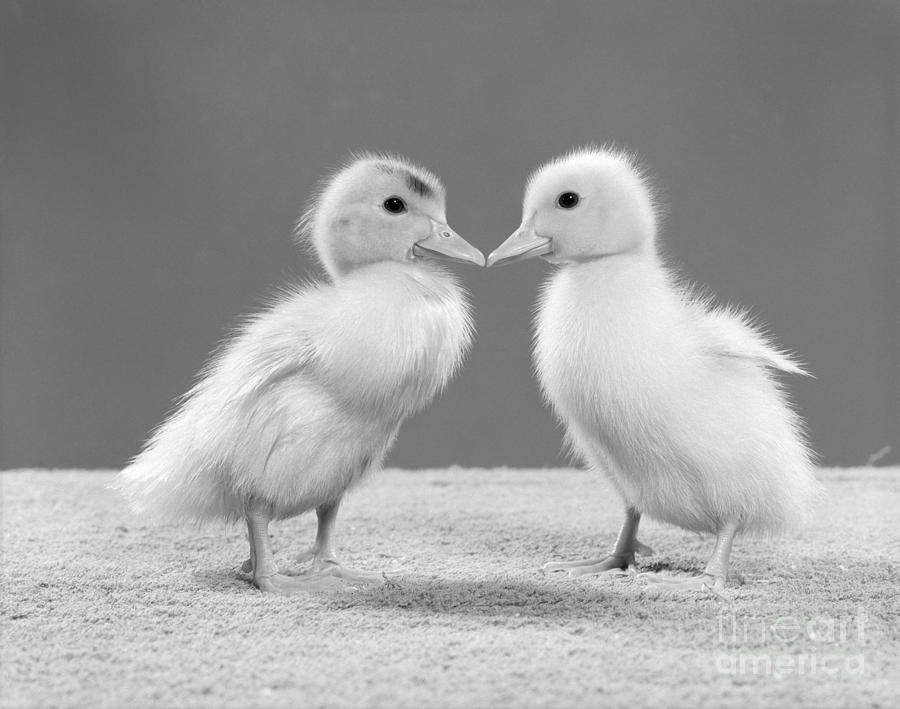 Pair Of Ducklings, Beaks Touching Photograph by H. Armstrong Roberts/ClassicStock