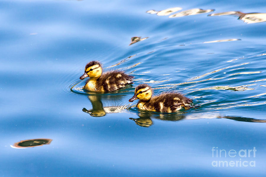 Duckling Duo Photograph by Kate Brown