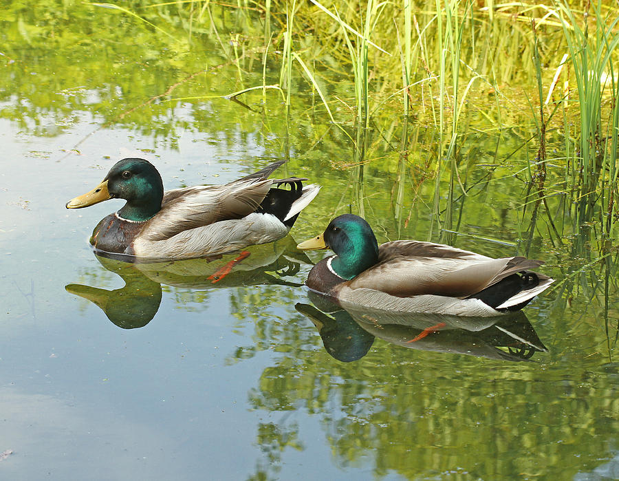 Nature Photograph - Pair of Ducks by Bob Slitzan