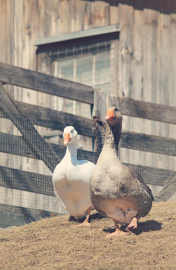 Pair of Ducks Photograph by The Art Of Marilyn Ridoutt-Greene
