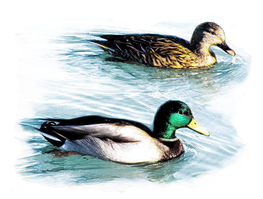 Pair of Ducks Digital Art by Yuichi Tanabe