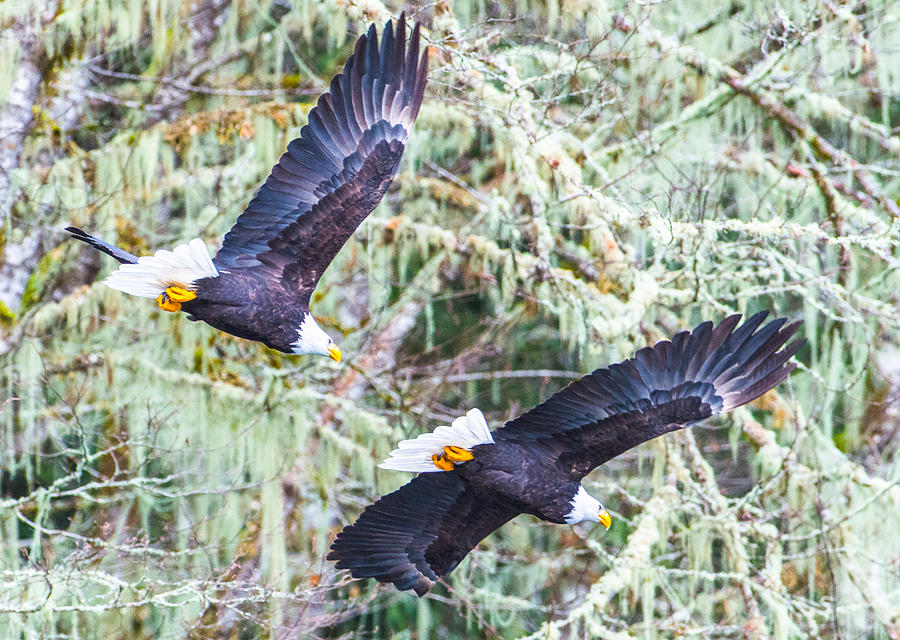 Pair of Eagle Photograph by Hisao Mogi