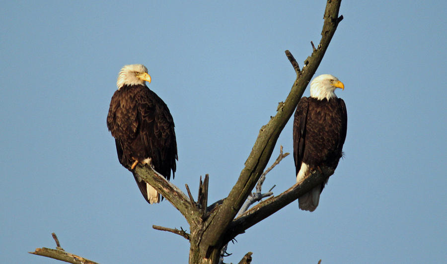 Pair of Eagles Photograph by Brook Burling