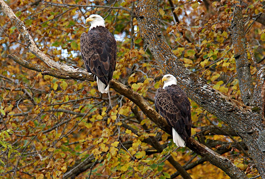 Pair of Eagles in Autumn Photograph by Larry Ricker