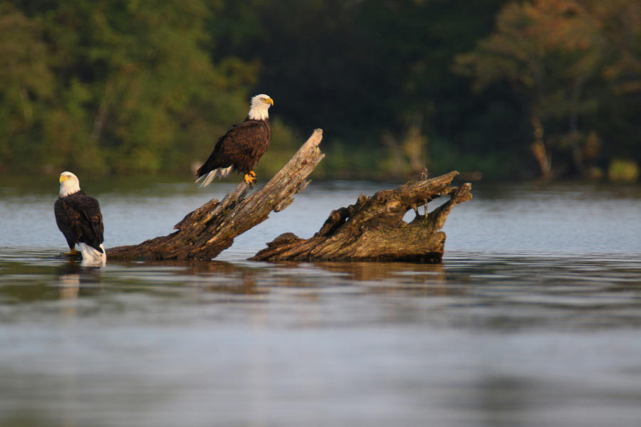 Pair of Eagles On Stump Photograph by Brook Burling