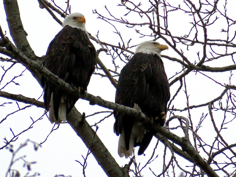 Pair of Eagles - Raptors Photograph by Marie Jamieson